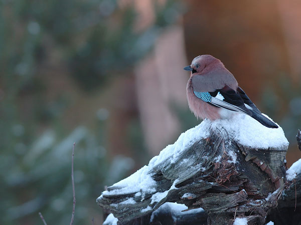 Närhi, Eurasian Jay, Garrulus glandarius